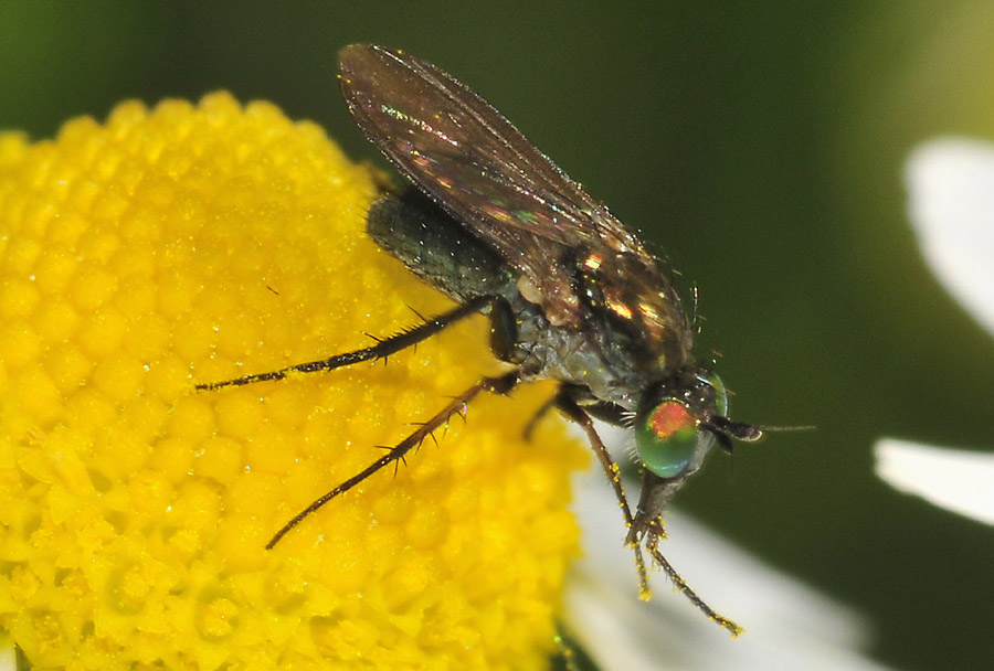 Dolichopodidae; forse Dolichopus sp.